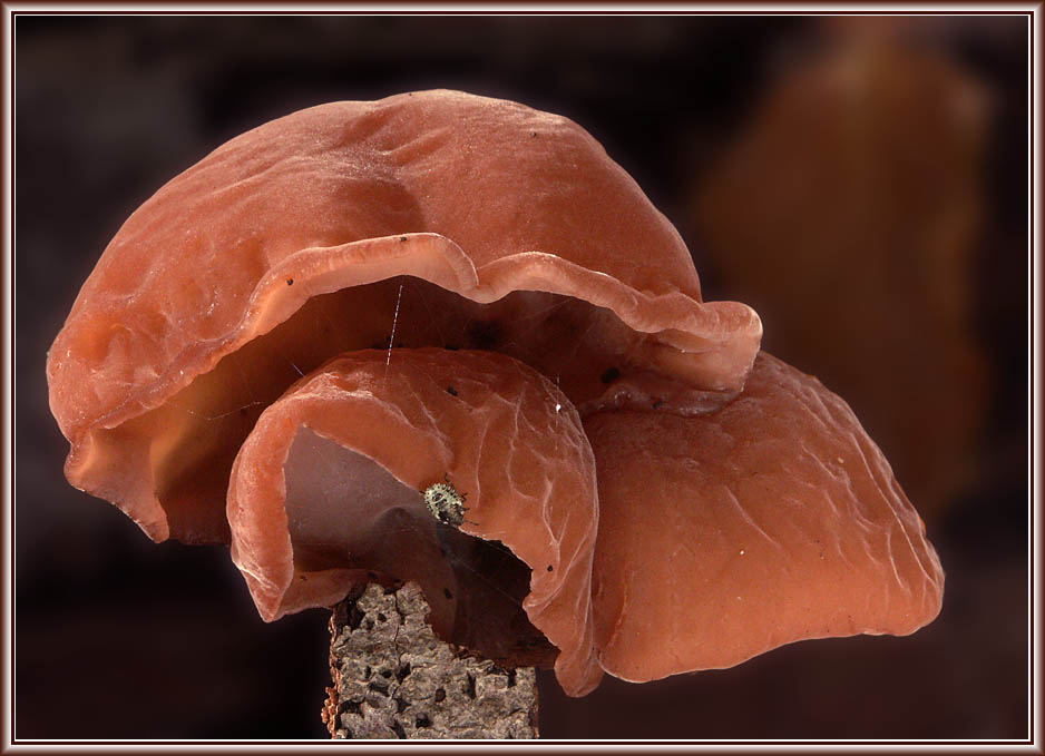 Auricularia auricula-judae