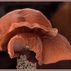 Auricularia auricula-judae