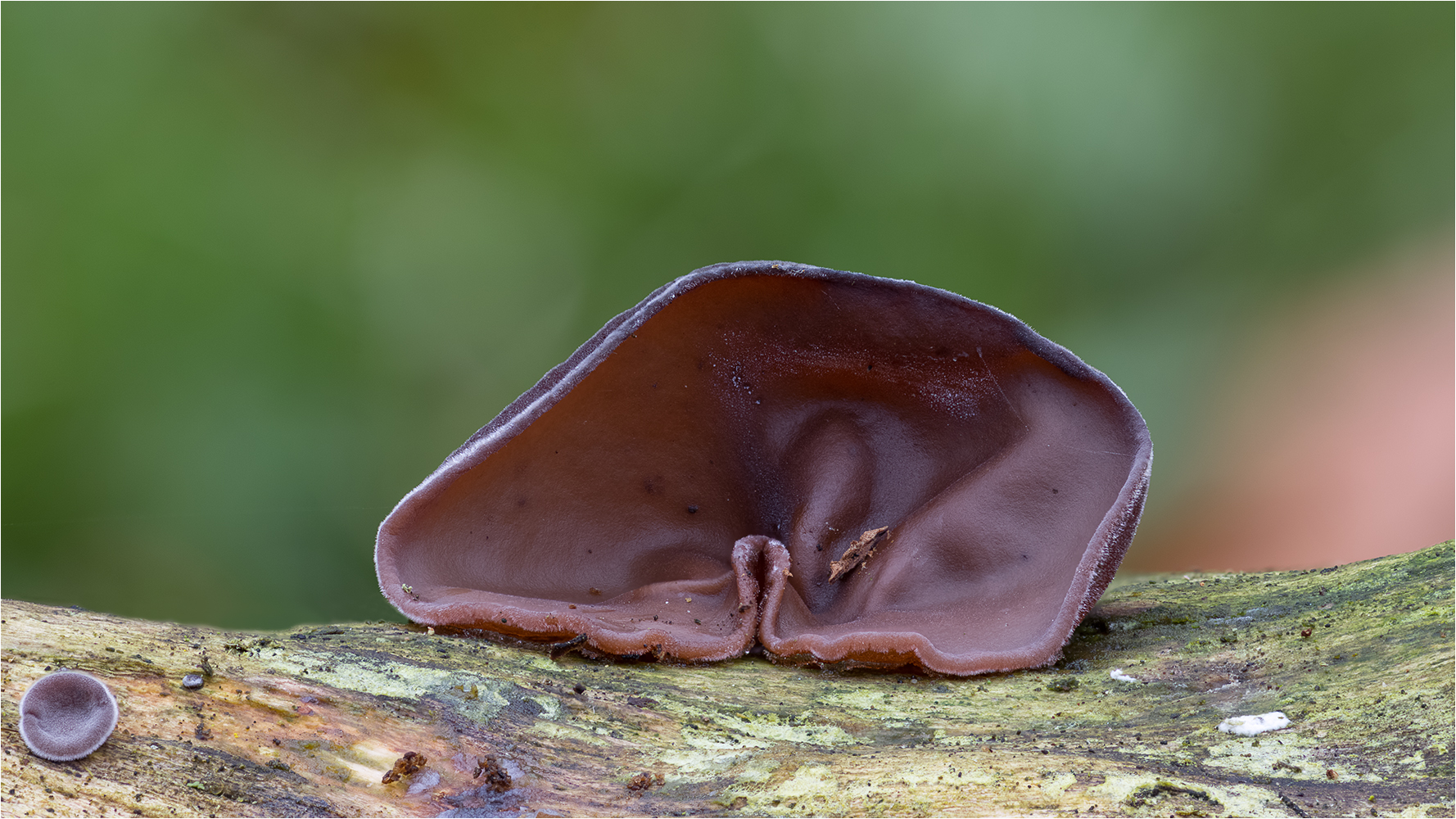 AURICULARIA AURICULAJUDAE Foto & Bild pflanzen, pilze & flechten