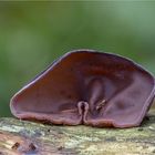 AURICULARIA AURICULA-JUDAE