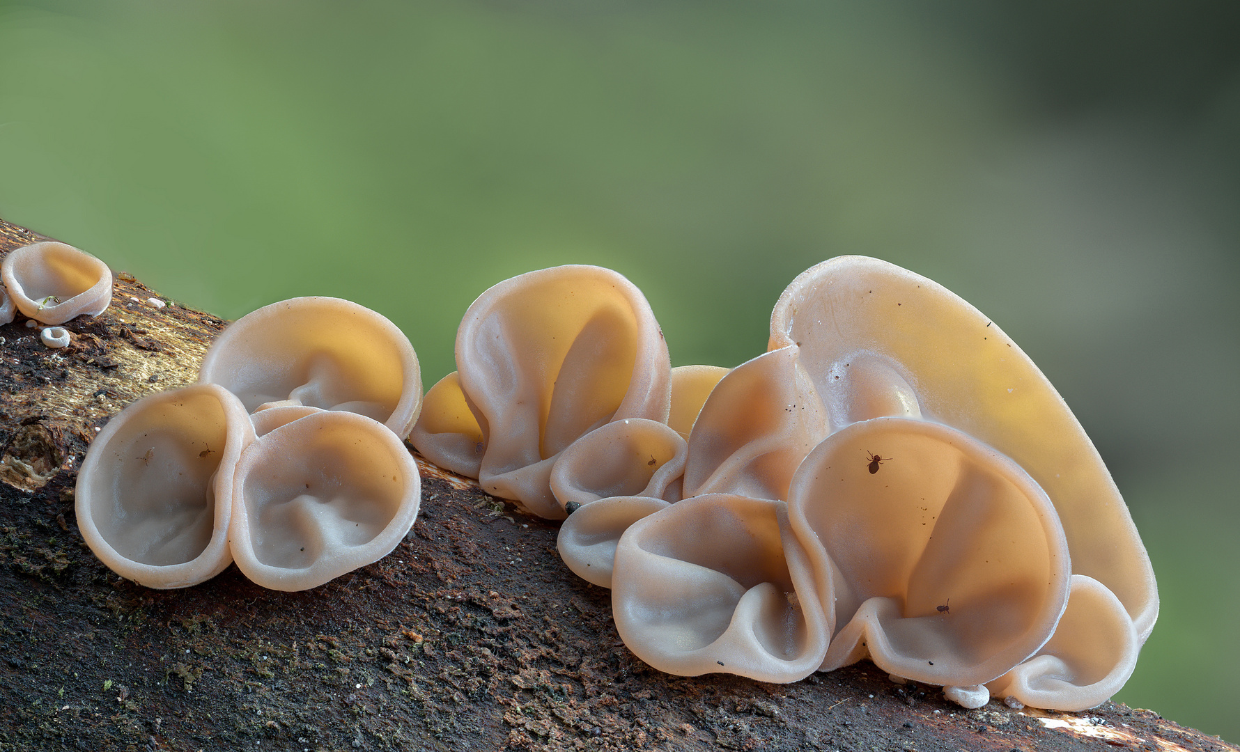 Auricularia auricula-judae + Allacma fusca