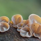 Auricularia auricula-judae + Allacma fusca