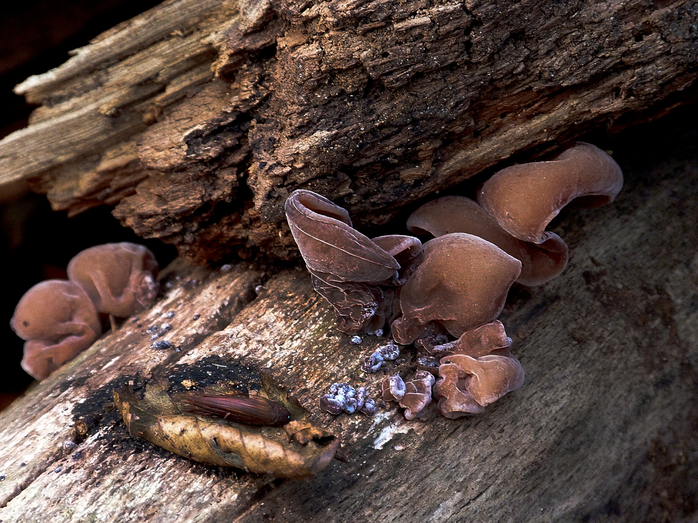 Auricularia auricula-judae