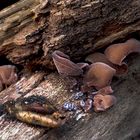 Auricularia auricula-judae