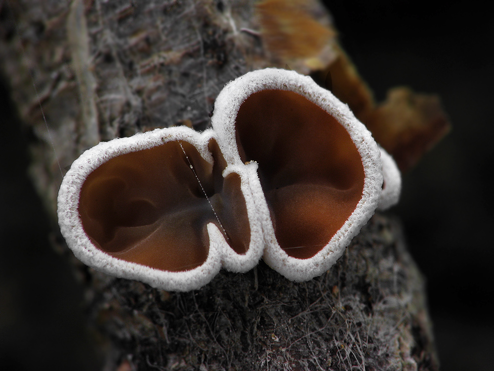 Auriculariopsis ampla