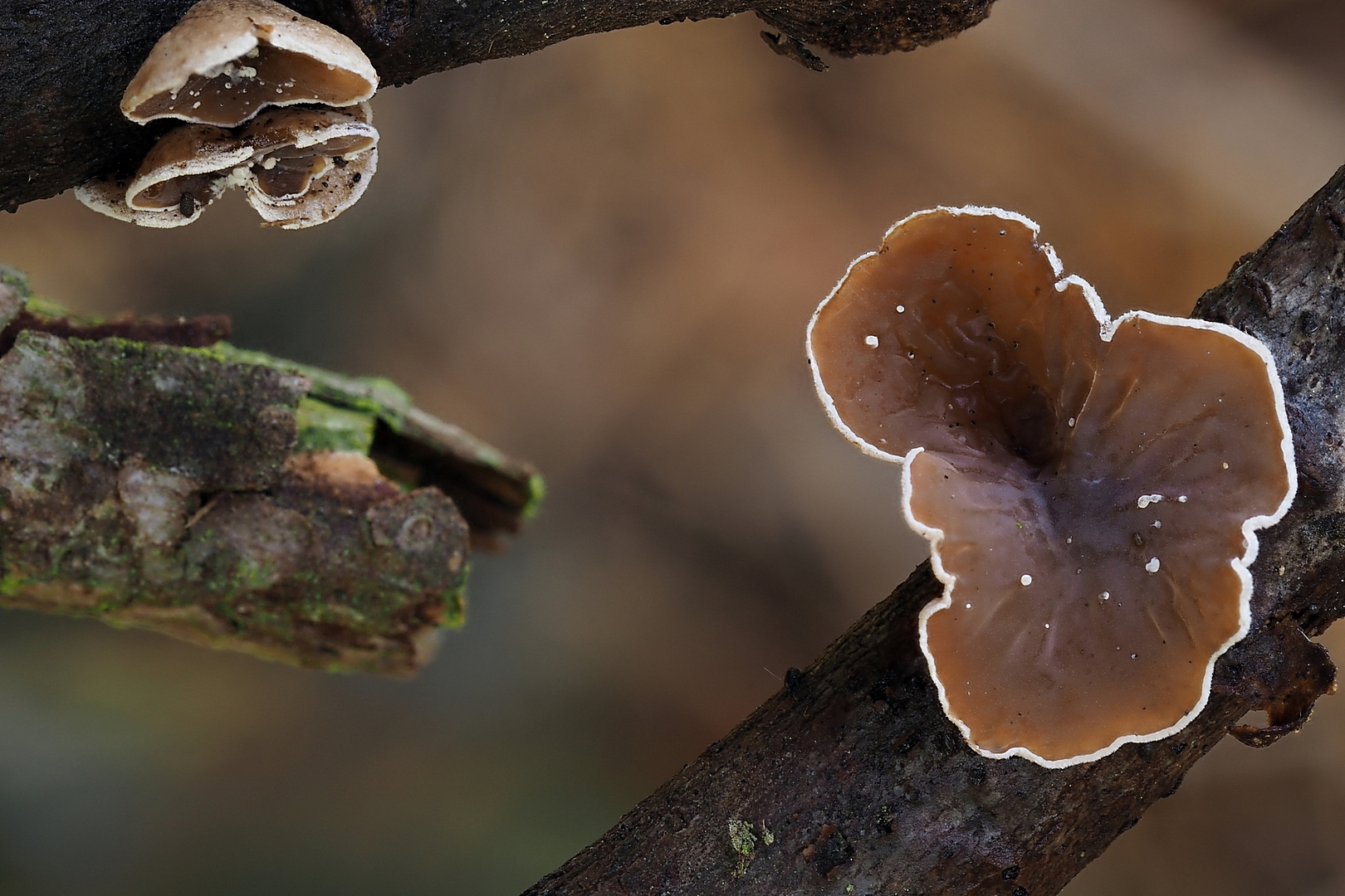 Auriculariopsis ampla - Pappel-Bechrerrindenpilz