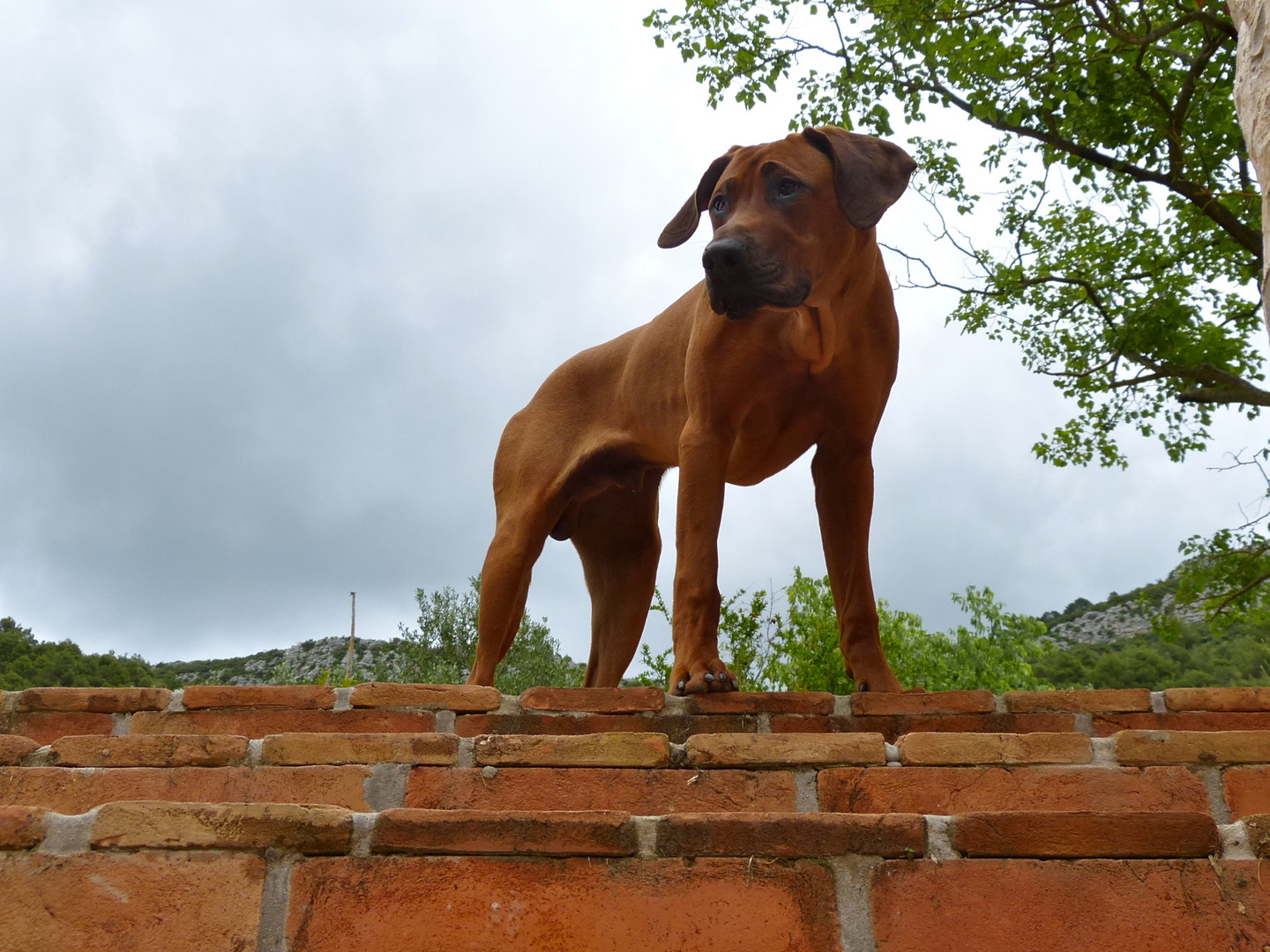 Aurie auf der Treppe