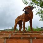 Aurie auf der Treppe