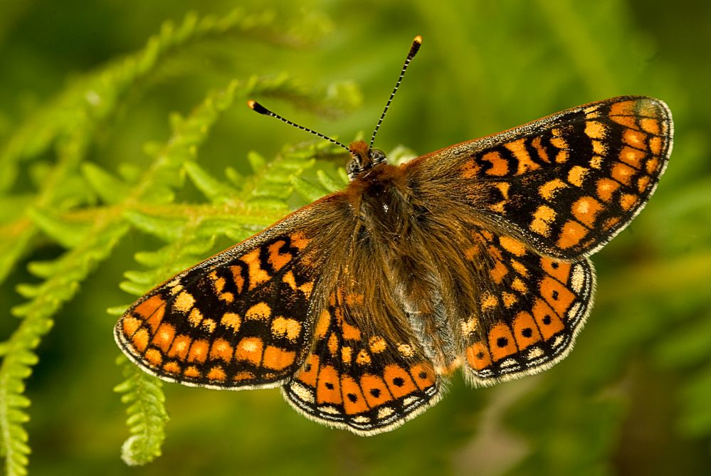 Aurinia de Manicotes 