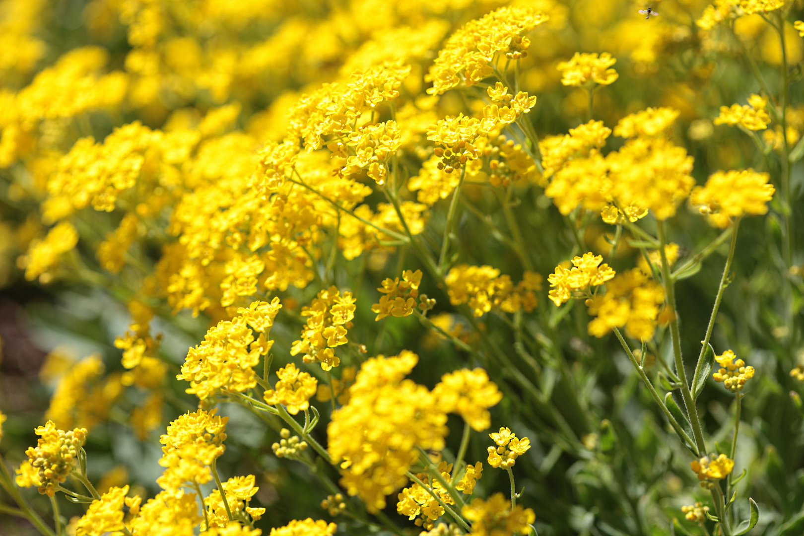 Aurinia saxatilis - Felsensteinkraut