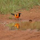 Auriole troupiale (Icterus croconotus)