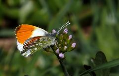 AUROA! (Anthocharis cardamines)Seit gestern fliegen sie auch in Münster.