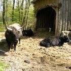 Aurochs