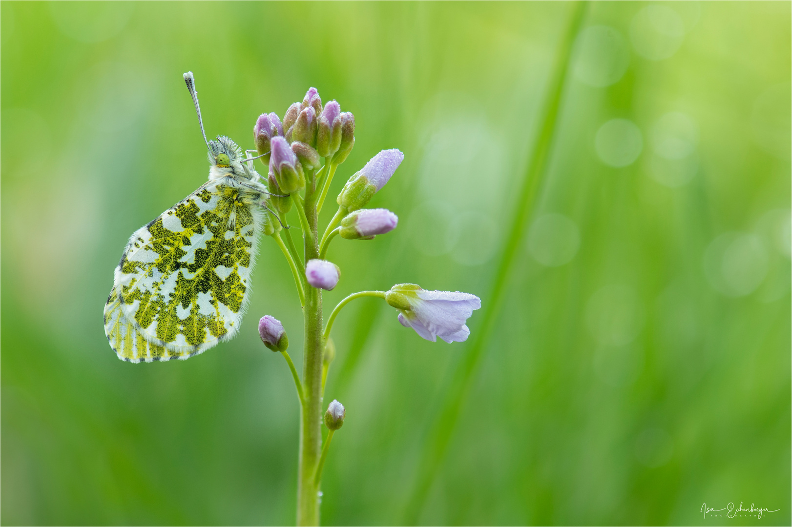 Aurora Foto & Bild fotos, natur, pflanzen Bilder auf