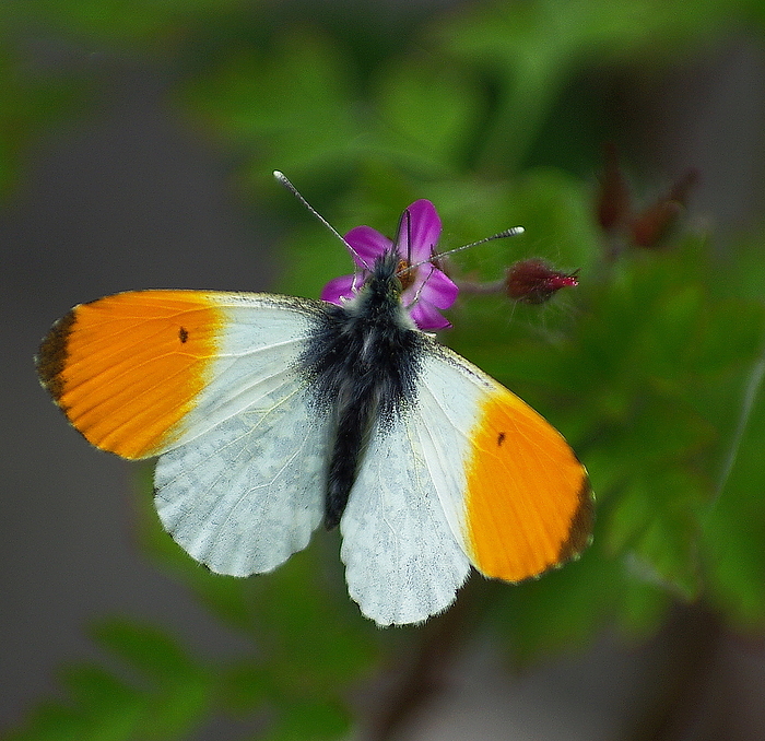 Aurora- Falter (Anthocharis cardamines)