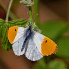           Aurora-Falter -  Anthocharis cardamines