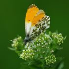 Aurora- Falter (Anthocharis cardamines) mit olive-grüner Marmorierung der Unterseite