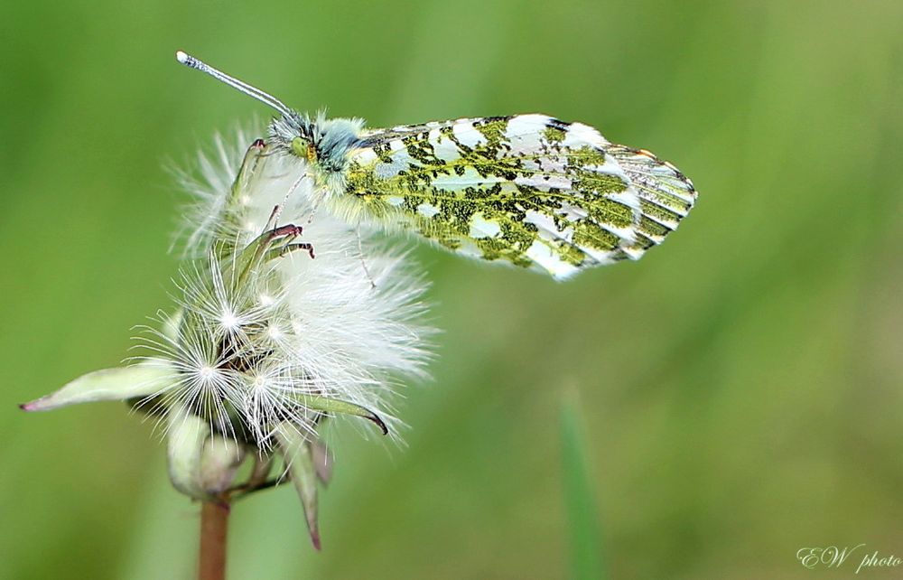 ~ Aurora-Falter-Männchen (Anthocaris cardamines) ~