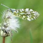 ~ Aurora-Falter-Männchen (Anthocaris cardamines) ~