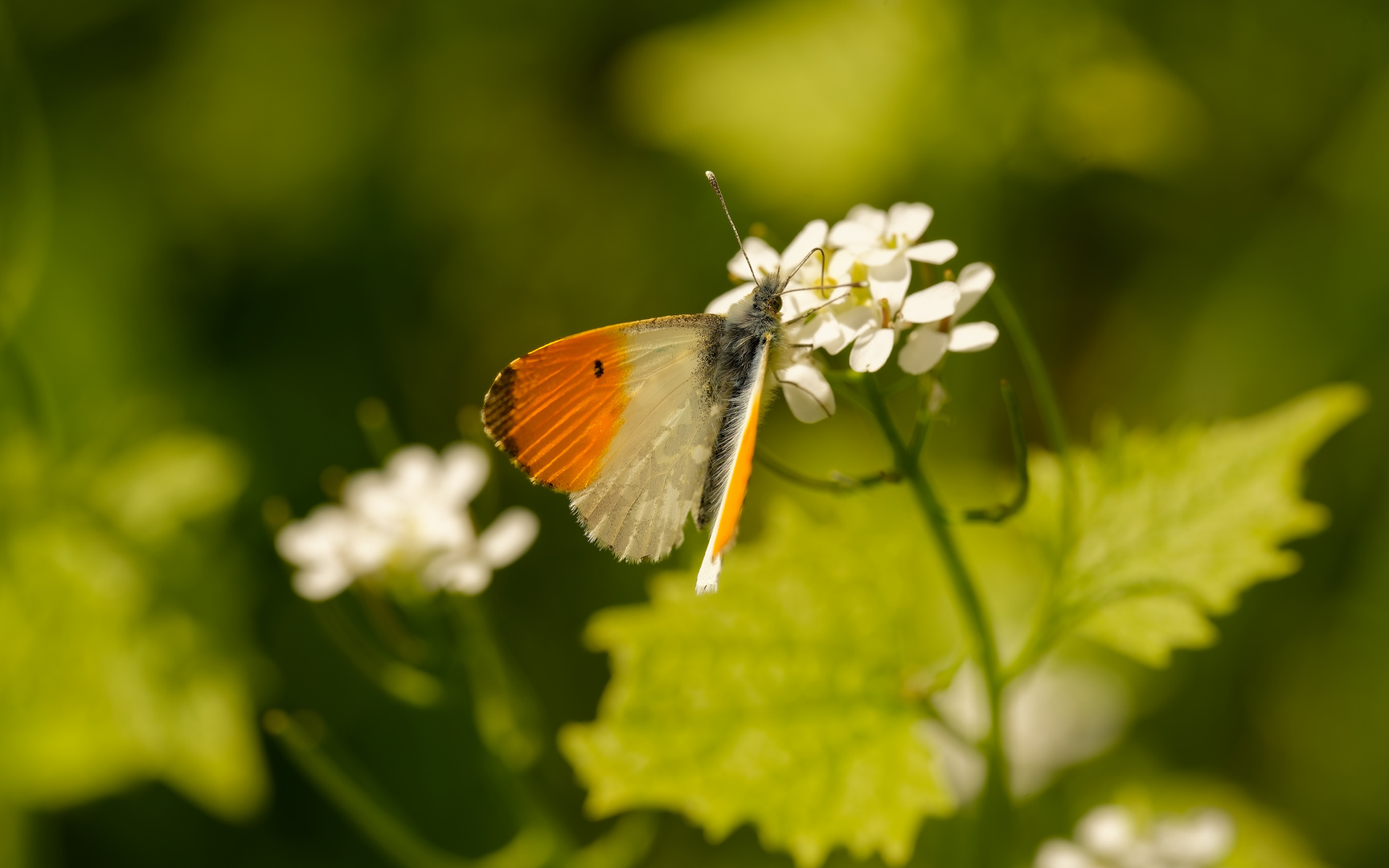 Aurora-Schmetterling