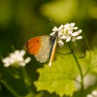 Aurora-Schmetterling