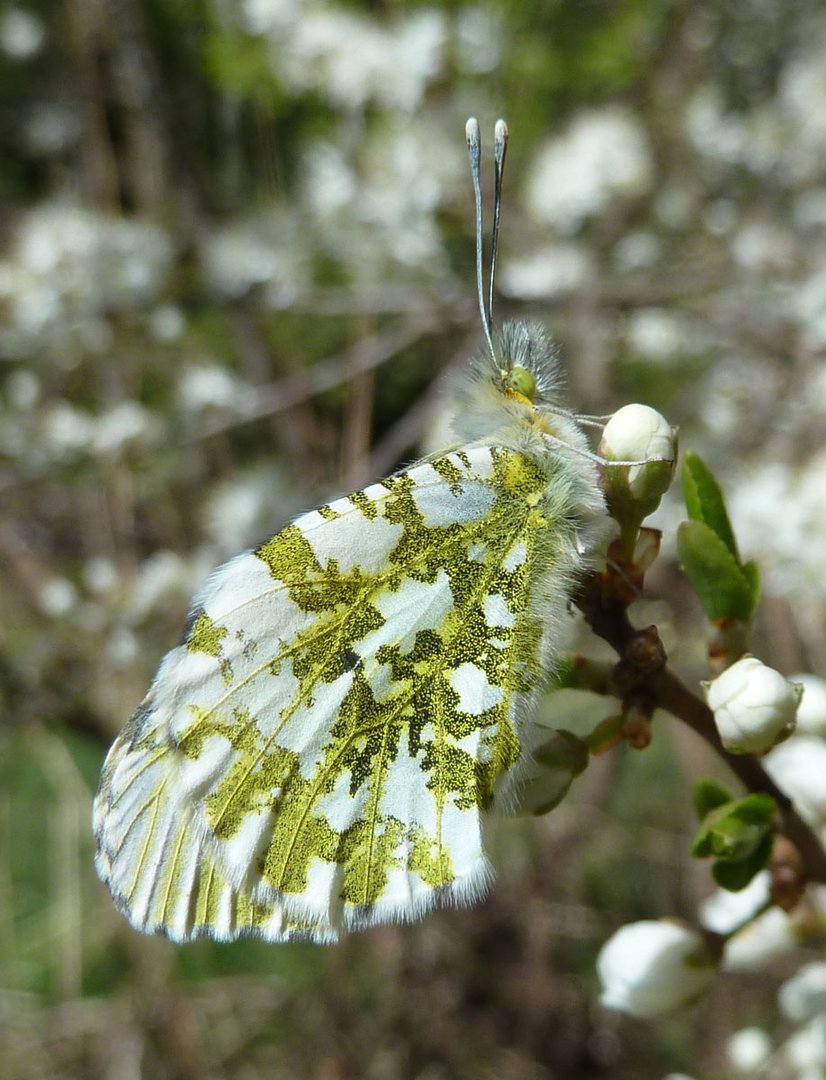 aurora Schmetterling von unten gesehen