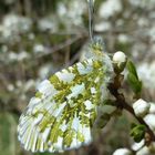 aurora Schmetterling von unten gesehen