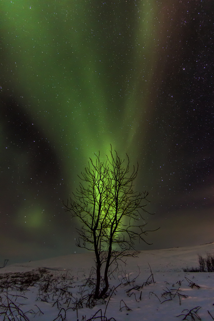 Aurora Tree