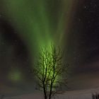 Aurora Tree