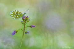 Aurora - Weibchen