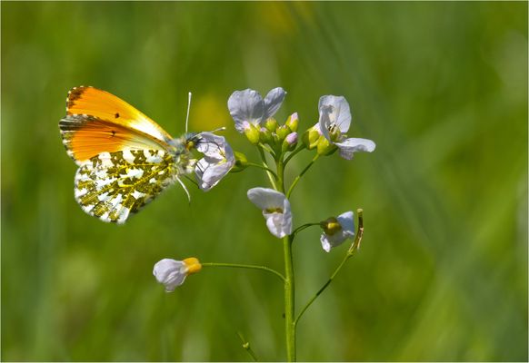 Aurorafalter am Wiesenschaumkraut