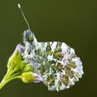 Aurorafalter an Wiesenschaumkraut mit Morgentau....