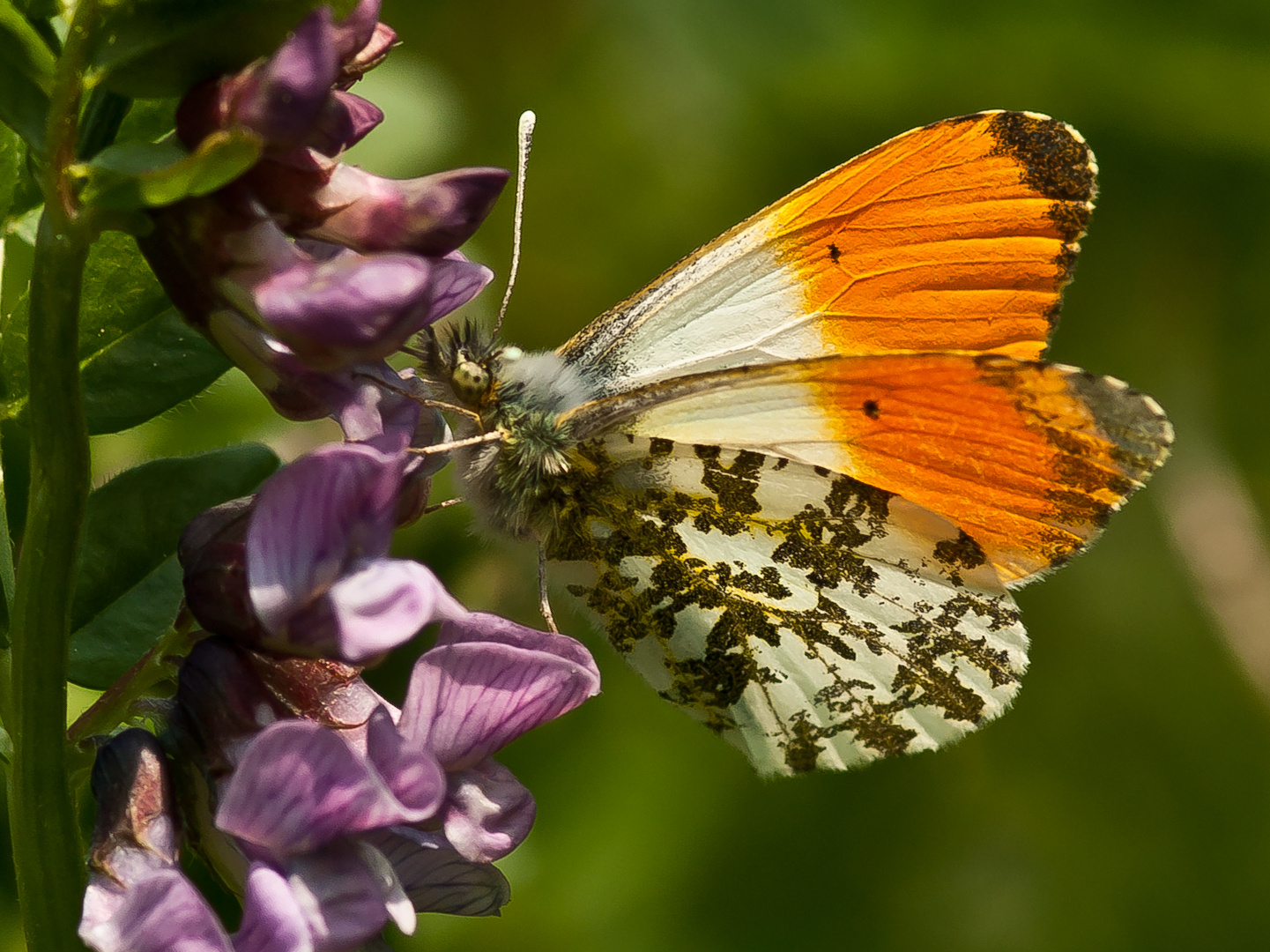 Aurorafalter (Anthocaris cardamines)