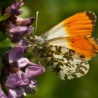 Aurorafalter (Anthocaris cardamines)