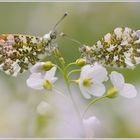 Aurorafalter (Anthocaris cardamines)