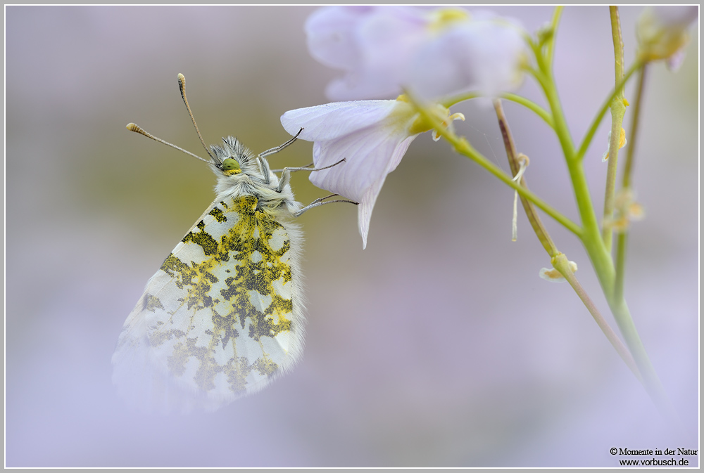 Aurorafalter (Anthocaris cardamines)