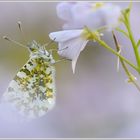 Aurorafalter (Anthocaris cardamines)