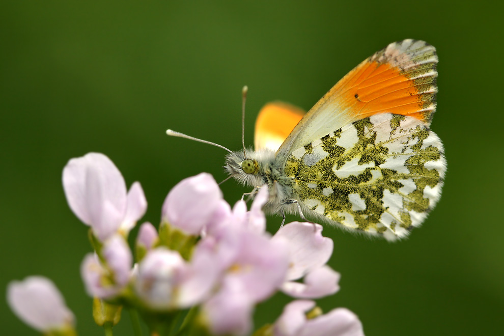 Aurorafalter (Anthocaris cardamines)