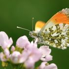 Aurorafalter (Anthocaris cardamines)