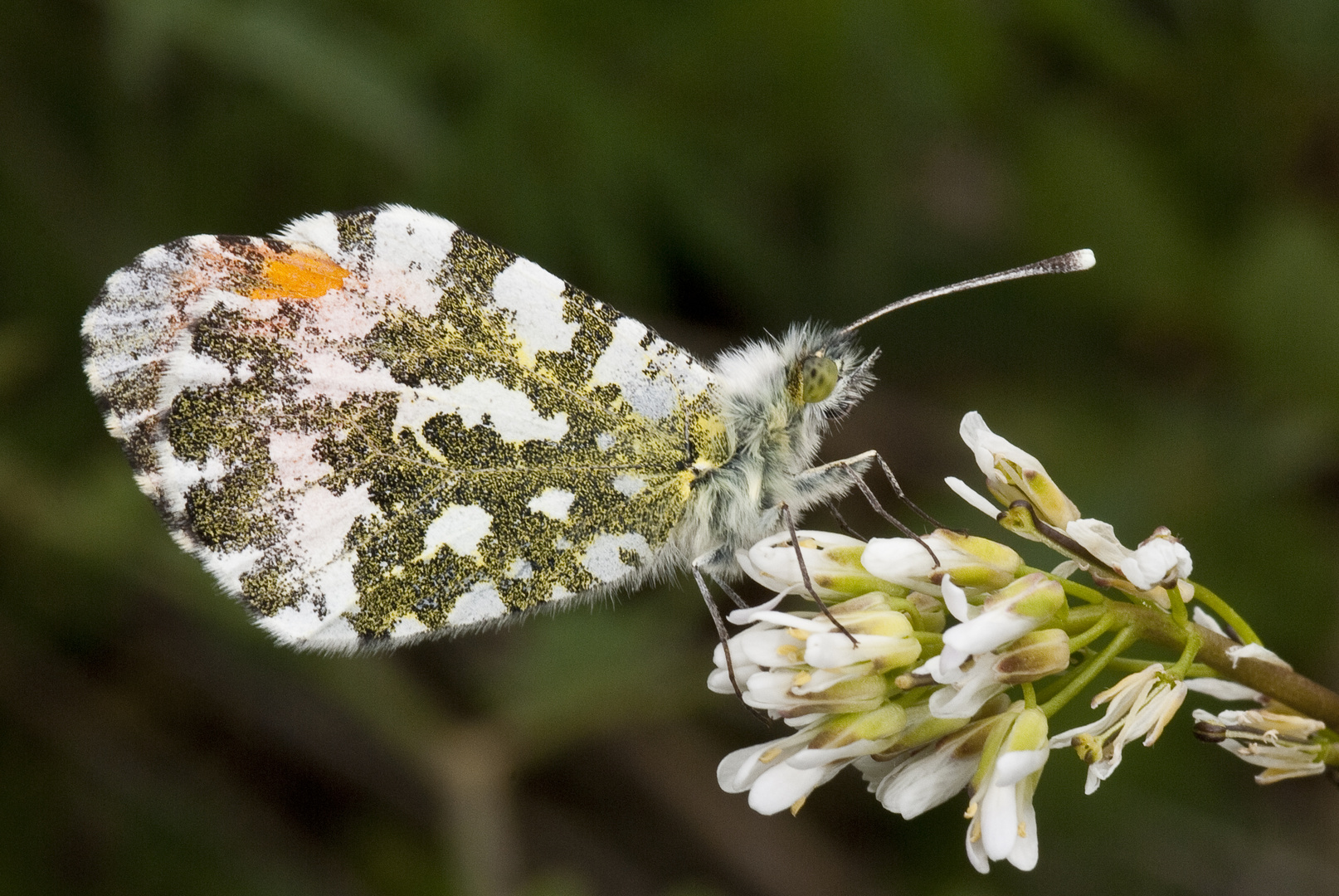 Aurorafalter (Anthocaris cardamines)