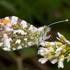 Aurorafalter (Anthocaris cardamines)