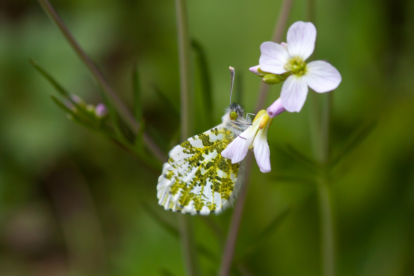 Aurorafalter (Anthocaris cardamines)