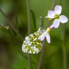 Aurorafalter (Anthocaris cardamines)