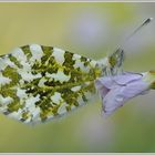 Aurorafalter (Anthocaris cardamines), weibchen