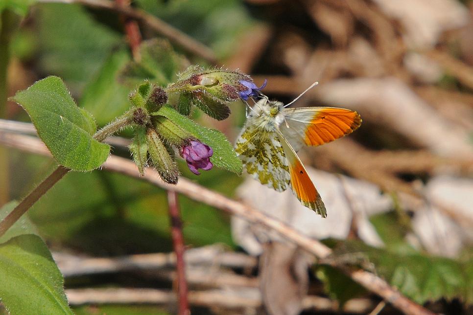 Aurorafalter ( Anthocharis )