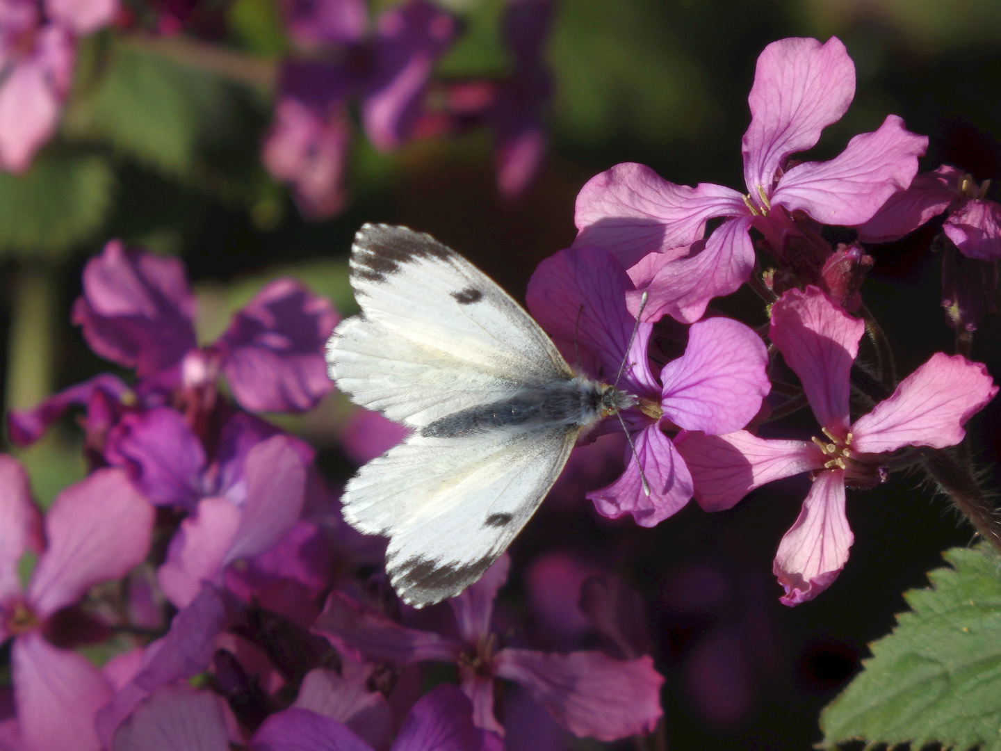 Aurorafalter (Anthocharis cardaminae) auf Silberblatt - Weibchen