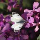 Aurorafalter (Anthocharis cardaminae) auf Silberblatt - Weibchen