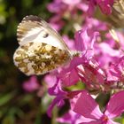 Aurorafalter (Anthocharis cardaminae) auf Silberblatt - Weibchen