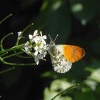 Aurorafalter (Anthocharis cardaminea) - Männchen