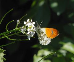 Aurorafalter (Anthocharis cardaminea) - Männchen